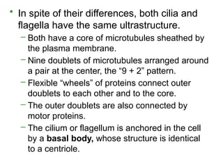 • In spite of their differences, both cilia and
flagella have the same ultrastructure.
– Both have a core of microtubules sheathed by
the plasma membrane.
– Nine doublets of microtubules arranged around
a pair at the center, the “9 + 2” pattern.
– Flexible “wheels” of proteins connect outer
doublets to each other and to the core.
– The outer doublets are also connected by
motor proteins.
– The cilium or flagellum is anchored in the cell
by a basal body, whose structure is identical
to a centriole.
 
