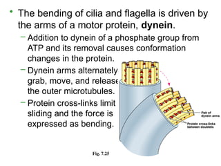 • The bending of cilia and flagella is driven by
the arms of a motor protein, dynein.
– Addition to dynein of a phosphate group from
ATP and its removal causes conformation
changes in the protein.
– Dynein arms alternately
grab, move, and release
the outer microtubules.
– Protein cross-links limit
sliding and the force is
expressed as bending.
Fig. 7.25
 