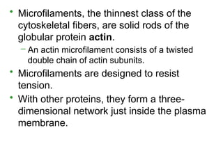 • Microfilaments, the thinnest class of the
cytoskeletal fibers, are solid rods of the
globular protein actin.
– An actin microfilament consists of a twisted
double chain of actin subunits.
• Microfilaments are designed to resist
tension.
• With other proteins, they form a three-
dimensional network just inside the plasma
membrane.
 