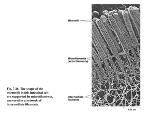 Fig. 7.26 The shape of the
microvilli in this intestinal cell
are supported by microfilaments,
anchored to a network of
intermediate filaments.
 