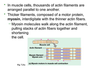 • In muscle cells, thousands of actin filaments are
arranged parallel to one another.
• Thicker filaments, composed of a motor protein,
myosin, interdigitate with the thinner actin fibers.
– Myosin molecules walk along the actin filament,
pulling stacks of actin fibers together and
shortening
the cell.
Fig. 7.21a
 