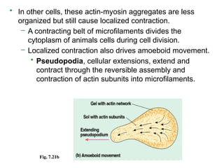 • In other cells, these actin-myosin aggregates are less
organized but still cause localized contraction.
– A contracting belt of microfilaments divides the
cytoplasm of animals cells during cell division.
– Localized contraction also drives amoeboid movement.
• Pseudopodia, cellular extensions, extend and
contract through the reversible assembly and
contraction of actin subunits into microfilaments.
Fig. 7.21b
 