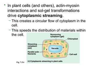 • In plant cells (and others), actin-myosin
interactions and sol-gel transformations
drive cytoplasmic streaming.
– This creates a circular flow of cytoplasm in the
cell.
– This speeds the distribution of materials within
the cell.
Fig. 7.21c
 