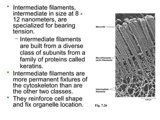 • Intermediate filaments,
intermediate in size at 8 -
12 nanometers, are
specialized for bearing
tension.
– Intermediate filaments
are built from a diverse
class of subunits from a
family of proteins called
keratins.
• Intermediate filaments are
more permanent fixtures of
the cytoskeleton than are
the other two classes.
• They reinforce cell shape
and fix organelle location. Fig. 7.26
 
