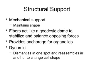 Structural Support
• Mechanical support
– Maintains shape
• Fibers act like a geodesic dome to
stabilize and balance opposing forces
• Provides anchorage for organelles
• Dynamic
– Dismantles in one spot and reassembles in
another to change cell shape
 