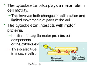 • The cytoskeleton also plays a major role in
cell motility.
– This involves both changes in cell location and
limited movements of parts of the cell.
• The cytoskeleton interacts with motor
proteins.
– In cilia and flagella motor proteins pull
components
of the cytoskeleton past each other.
– This is also true
in muscle cells.
Fig. 7.21a
 