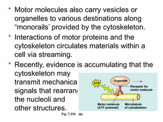 • Motor molecules also carry vesicles or
organelles to various destinations along
“monorails’ provided by the cytoskeleton.
• Interactions of motor proteins and the
cytoskeleton circulates materials within a
cell via streaming.
• Recently, evidence is accumulating that the
cytoskeleton may
transmit mechanical
signals that rearrange
the nucleoli and
other structures.
Fig. 7.21b
 