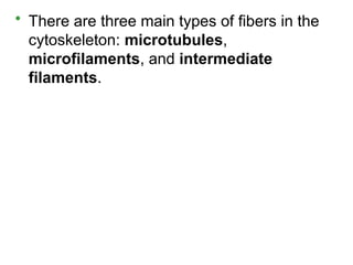 • There are three main types of fibers in the
cytoskeleton: microtubules,
microfilaments, and intermediate
filaments.
 