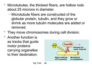 • Microtubules, the thickest fibers, are hollow rods
about 25 microns in diameter.
– Microtubule fibers are constructed of the
globular protein, tubulin, and they grow or
shrink as more tubulin molecules are added or
removed.
• They move chromosomes during cell division.
• Another function is
as tracks that guide
motor proteins
carrying organelles
to their destination.
Fig. 7.21b
 