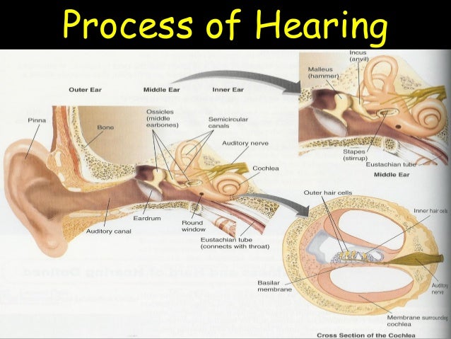 process how hearing to & of deaf hard hearing L5 process how hearing to & of deaf hard hearing L5