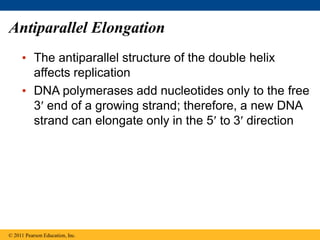 L5 DNA structure and replication.pptx