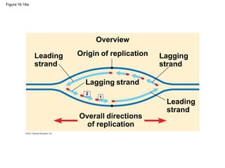 L5 DNA structure and replication.pptx