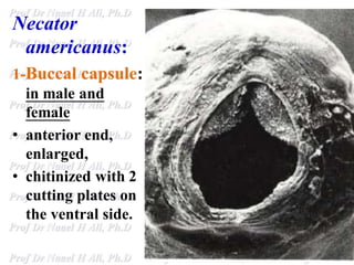 Necator
americanus:
1-Buccal capsule:
in male and
female
• anterior end,
enlarged,
• chitinized with 2
cutting plates on
the ventral side.
 