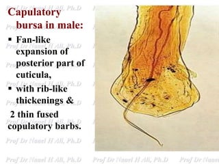 Capulatory
bursa in male:
 Fan-like
expansion of
posterior part of
cuticula,
 with rib-like
thickenings &
2 thin fused
copulatory barbs.
 