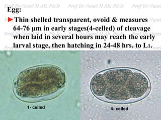 Egg:
►Thin shelled transparent, ovoid & measures
64-76 µm in early stages(4-celled) of cleavage
when laid in several hours may reach the early
larval stage, then hatching in 24-48 hrs. to L1.
4- celled
1- celled
 