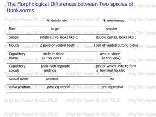 A. duodenale N. americanus
______________________________________________________
Size larger smaller
______________________________________________________
Shape single curve, looks like C double curves, looks like S
______________________________________________________
Mouth 2 pairs of ventral teeth 1peir of ventral cutting plates
____________________________________________________________
Copulatory circle in shape oval in shape
Bursa (a top view) (a top view)
____________________________________________________________
Copulatory 1pair with separate 1pair of which unite to form
spicule endings a terminal hooklet
_______________________________________________________
caudal spine present no
_______________________________________________________
vulva position post-equatorial pre-equatorial
_______________________________________________________
The Morphological Differences between Two species of
Hookworms
 