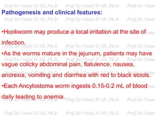 Pathogenesis and clinical features:
•Hookworm may produce a local irritation at the site of
infection.
•As the worms mature in the jejunum, patients may have
vague colicky abdominal pain, flatulence, nausea,
anorexia, vomiting and diarrhea with red to black stools.
•Each Ancylostoma worm ingests 0.15-0.2 mL of blood
daily leading to anemia.
 