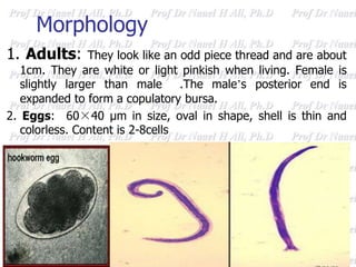 Morphology
1. Adults: They look like an odd piece thread and are about
1cm. They are white or light pinkish when living. Female is
slightly larger than male .The male’s posterior end is
expanded to form a copulatory bursa.
2. Eggs: 60×40 µm in size, oval in shape, shell is thin and
colorless. Content is 2-8cells
 