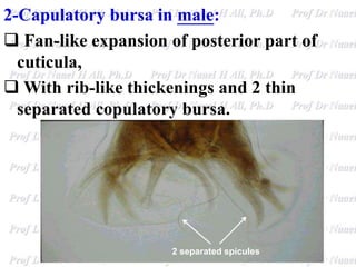 2-Capulatory bursa in male:
 Fan-like expansion of posterior part of
cuticula,
 With rib-like thickenings and 2 thin
separated copulatory bursa.
2 separated spicules
 