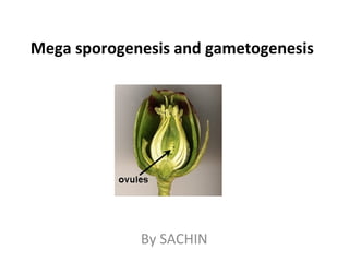 Mega sporogenesis and gametogenesis
By SACHIN
 