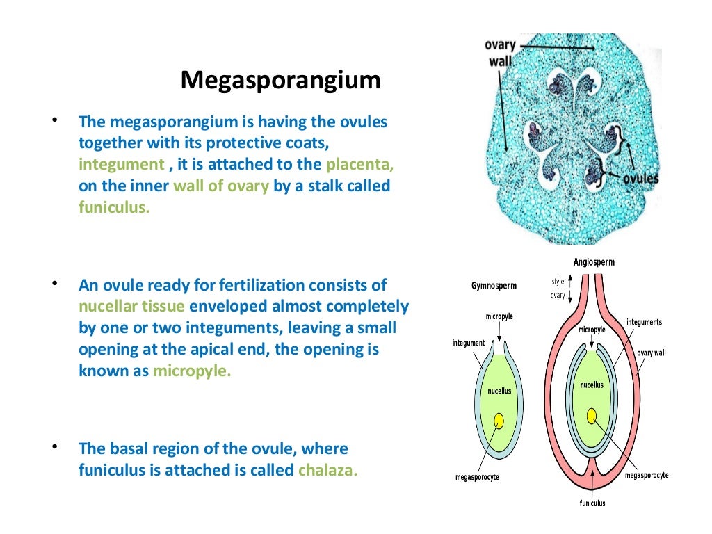 Megasporogenesis and megagametogenesis