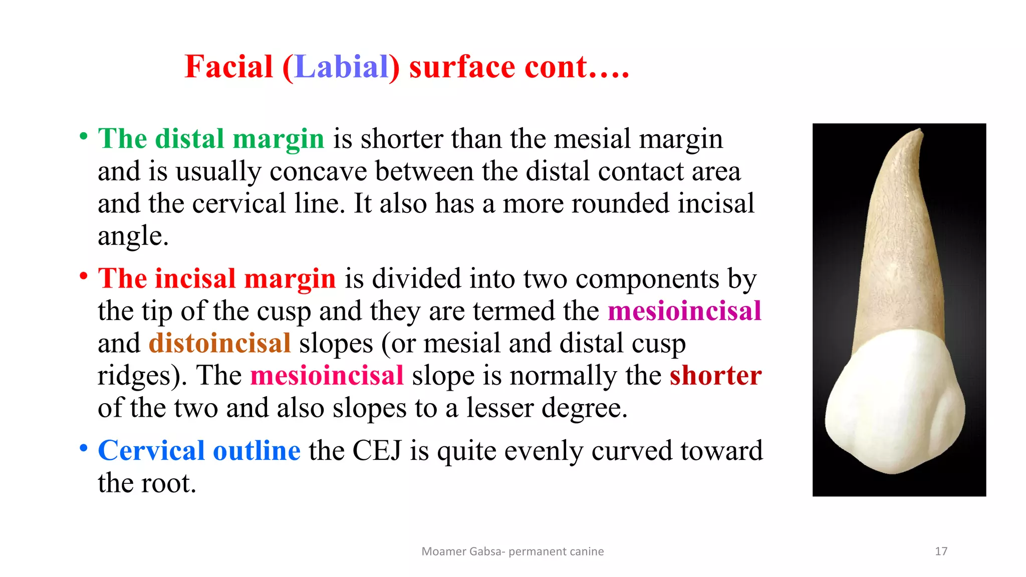 Morphology of permanent canines | PPT