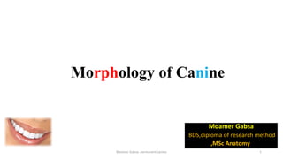 Morphology of Canine
Moamer Gabsa
BDS,diploma of research method
,MSc Anatomy
Moamer Gabsa- permanent canine 1
 