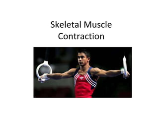 Skeletal MuscleContraction 