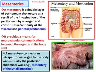 Peritoneum structure, components, ligaments | PDF