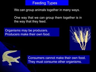 Feeding Types
We can group animals together in many ways.
One way that we can group them together is in
the way that they feed.
Consumers cannot make their own food.
They must consume other organisms.
Organisms may be producers.
Producers make their own food.
 