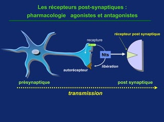 Les récepteurs post-synaptiques :
   pharmacologie agonistes et antagonistes


                                           récepteur post synaptique
                            recapture



                                    Nts

                                    libération
                autorécepteur


prèsynaptique                                post synaptique

                  transmission
 