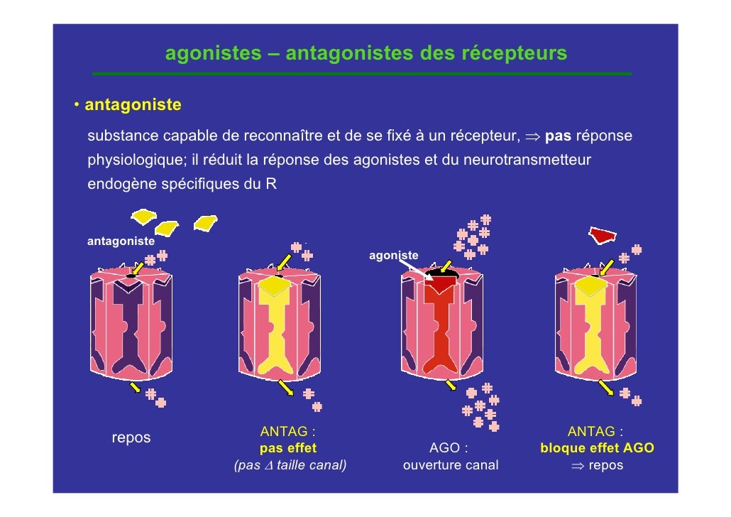 agoniste partiel / agoniste full /