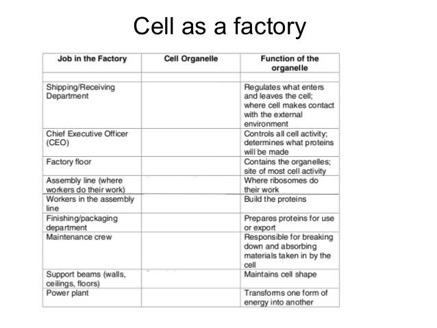 l6 0 cells 1 function of smooth er