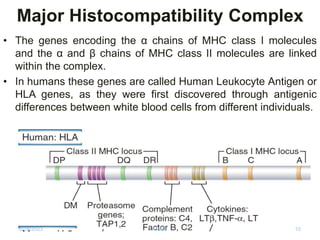 Major Histocompatibility Complex
• The genes encoding the α chains of MHC class I molecules
and the α and β chains of MHC class II molecules are linked
within the complex.
• In humans these genes are called Human Leukocyte Antigen or
HLA genes, as they were first discovered through antigenic
differences between white blood cells from different individuals.
6/18/2023 Vickie 10
 
