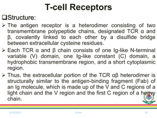T-cell Receptors
Structure:
 The antigen receptor is a heterodimer consisting of two
transmembrane polypeptide chains, designated TCR α and
β, covalently linked to each other by a disulfide bridge
between extracellular cysteine residues.
 Each TCR α and β chain consists of one Ig-like N-terminal
variable (V) domain, one Ig-like constant (C) domain, a
hydrophobic transmembrane region, and a short cytoplasmic
region.
 Thus, the extracellular portion of the TCR αβ heterodimer is
structurally similar to the antigen-binding fragment (Fab) of
an Ig molecule, which is made up of the V and C regions of a
light chain and the V region and the first C region of a heavy
chain.
6/18/2023 Vickie 38
 