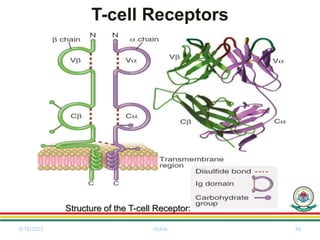 T-cell Receptors
6/18/2023 Vickie 39
Structure of the T-cell Receptor:
 