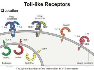 Toll-like Receptors
Location
The cellular locations of the mammalian Toll-like receptors
6/18/2023 Vickie 53
 