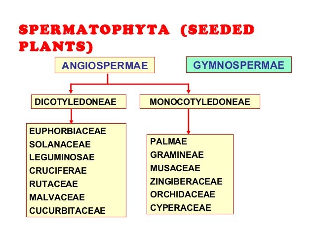 Plant taxonomy