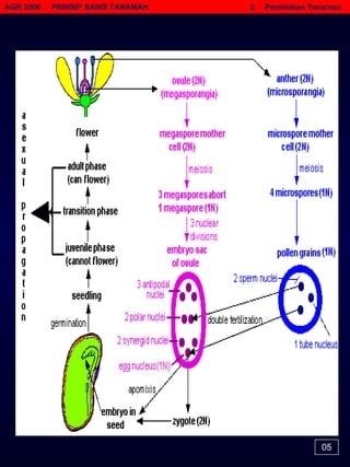 AGR 3506  :  PRINSIP SAINS TANAMAN   2.  Pembiakan Tanaman 05 