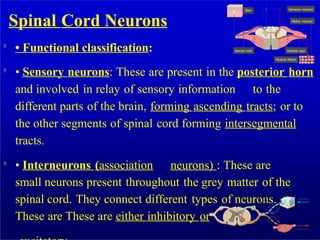 L6 - Physiology of spinal cord - part 1.pptx