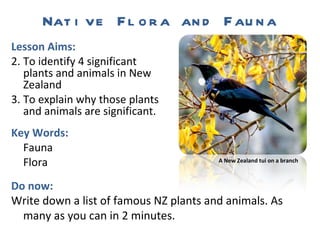 Native Flora and Fauna ,[object Object],[object Object],[object Object],[object Object],[object Object],[object Object],Do now: Write down a list of famous NZ plants and animals. As many as you can in 2 minutes. A New Zealand tui on a branch 