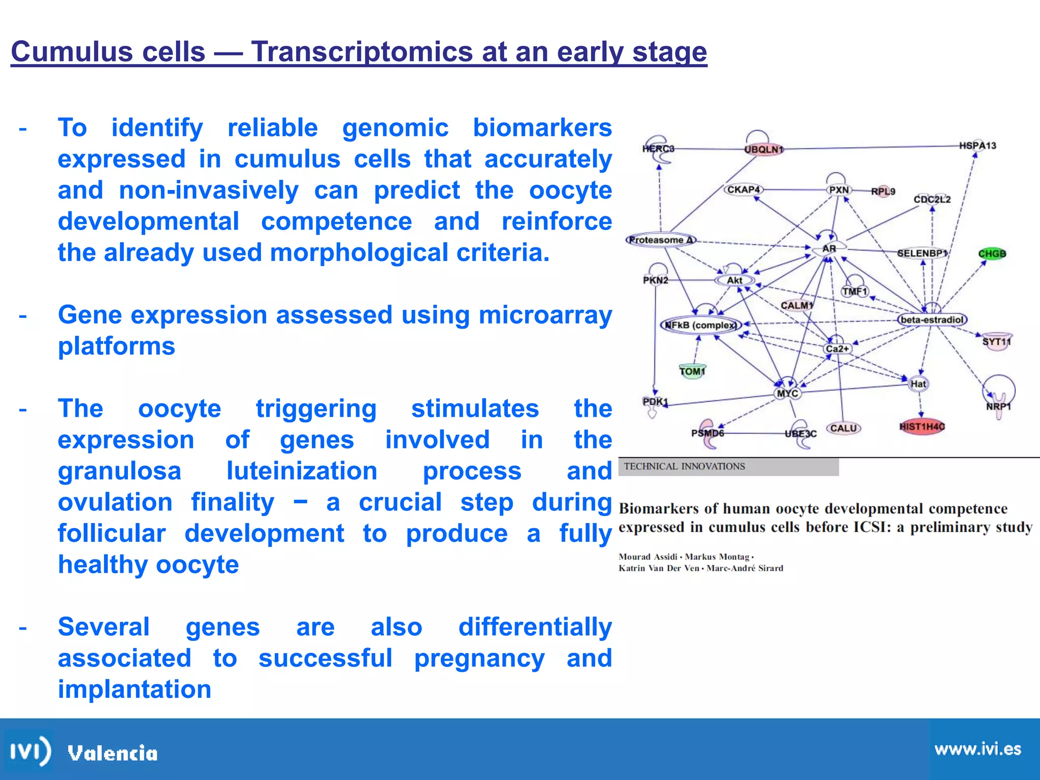Cumulus cells — Transcriptomics at an early stage
- To identify reliable genomic biomarkers
expressed in cumulus cells that accurately
and non-invasively can predict the oocyte
developmental competence and reinforce
the already used morphological criteria.
- Gene expression assessed using microarray
platforms
- The oocyte triggering stimulates the
expression of genes involved in the
granulosa luteinization process and
ovulation finality − a crucial step during
follicular development to produce a fully
healthy oocyte
- Several genes are also differentially
associated to successful pregnancy and
implantation
 