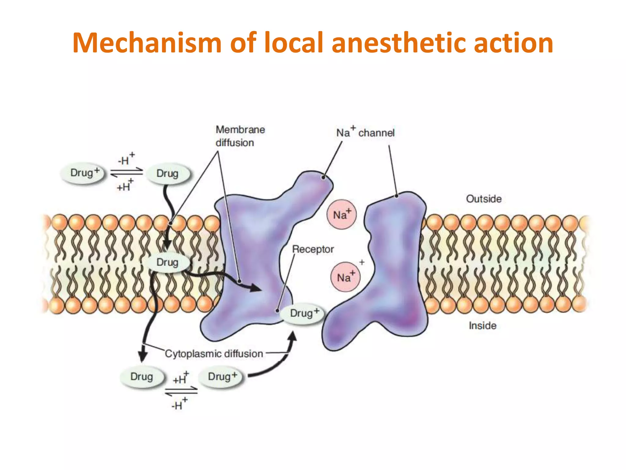 Local anesthetics PPT