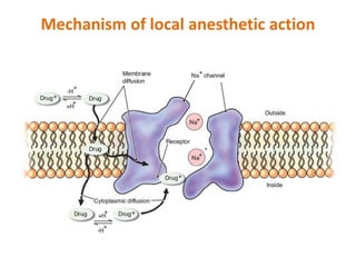 Mechanism of local anesthetic action
 