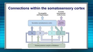 Somatosensation | PPT
