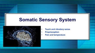 Somatic Sensory System
• Touch and vibratory sense
• Proprioception
• Pain and temperature
 