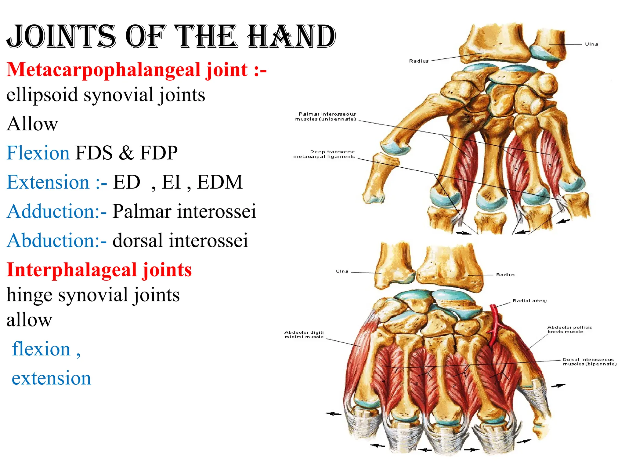 L6 WRIST AND JOINTS OF THE HAND .pptx anatomy | PPTX