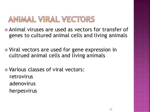 L7 Artificial Chromosomes Plant Viral Vectors And Animal Viral Vect