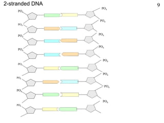 PO4
PO4
PO4
PO4
PO4
PO4
PO4
PO4
PO4
PO4
PO4
PO4
PO4
PO4
PO4
PO4
2-stranded DNA 9
 