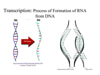 Transcription: Process of Formation of RNA
from DNA
 